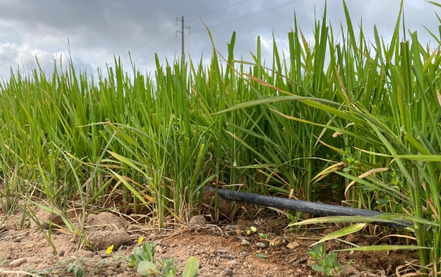 BASF e ADP Fertilizantes associam-se em ensaio de rega gota-a-gota na cultura do arroz na AGROGLOBAL
